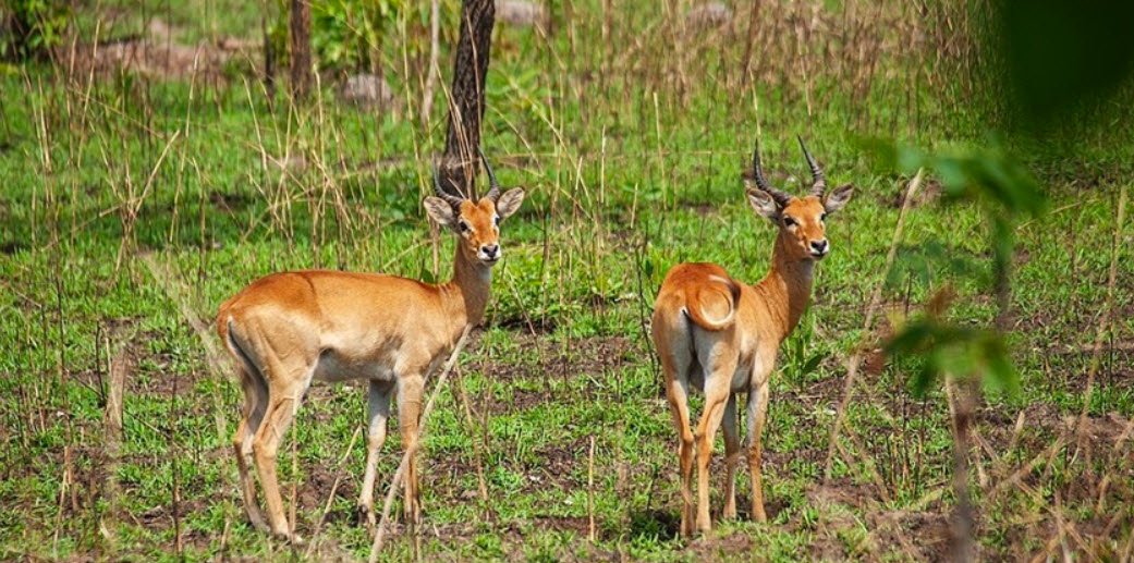 Mole National Park, Near Larabanga, Northern Region, Ghana